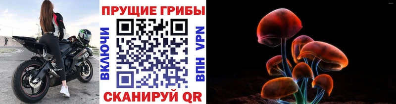 Псилоцибиновые грибы Psilocybe  Москва 